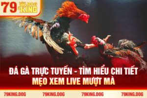 Đá Gà Trực Tuyến - Tìm Hiểu Chi Tiết, Mẹo Xem Live Mượt 2026
