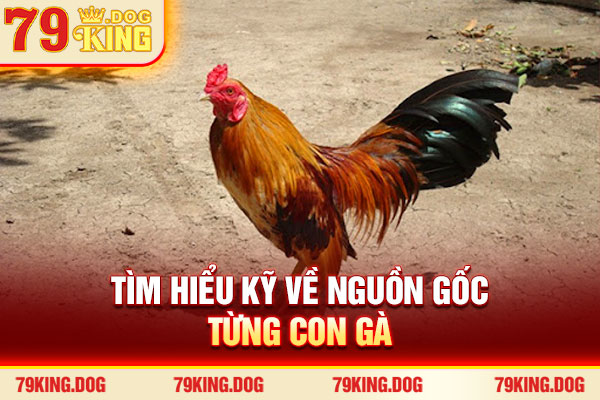 Tìm hiểu kỹ về nguồn gốc từng con gà