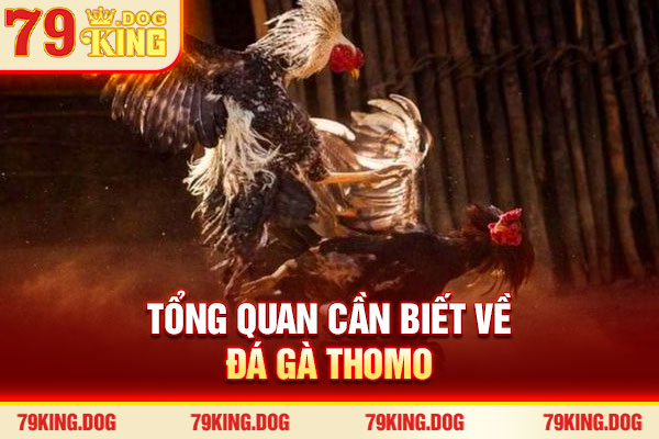 Tổng quan cần biết về đá gà Thomo